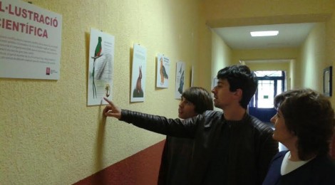 Un treball sobre la “il·lustració científica” realitzat per alumnes de l'Escola d'Art i Superior de Disseny d'Olot, s'exposa a “El passadís” del Cor de Maria.