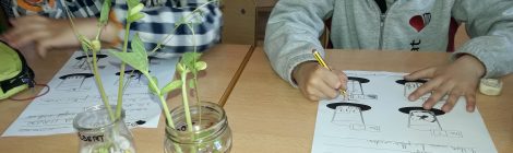Creixement de les plantes
